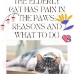 The elderly cat has pain in the paws: reasons and what to do
