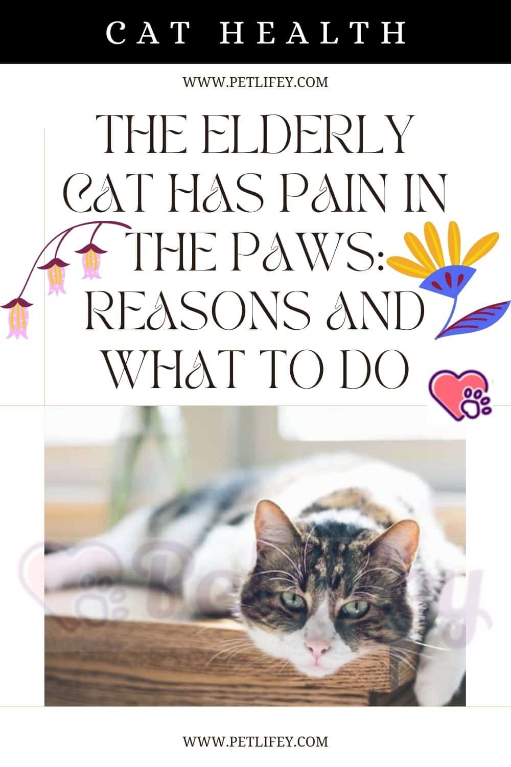 The elderly cat has pain in the paws