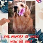 The-memory-of-dogs-how-do-they-recognize-meal-times-1a