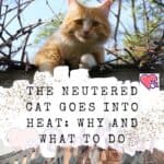 The neutered cat goes into heat: why and what to do