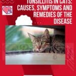 Tonsillitis in cats: causes, symptoms and remedies of the disease
