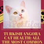 Turkish-Angora-Cat-health-all-the-most-common-diseases-1a