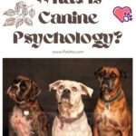 What-is-Canine-Psychology-1a