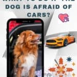 What to do if the dog is afraid of cars?