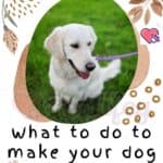 What to do to make your dog friendlier