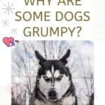 Why are some dogs Grumpy?
