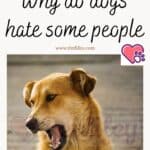 Why-do-dogs-hate-some-people-1a