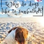 Why-do-dogs-like-to-sunbathe-1a