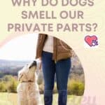 Why do dogs smell our private parts?