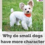 Why-do-small-dogs-have-more-character-than-large-ones-1a