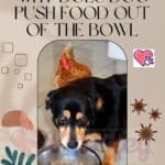 Why-does-dog-push-food-out-of-the-bowl-1a