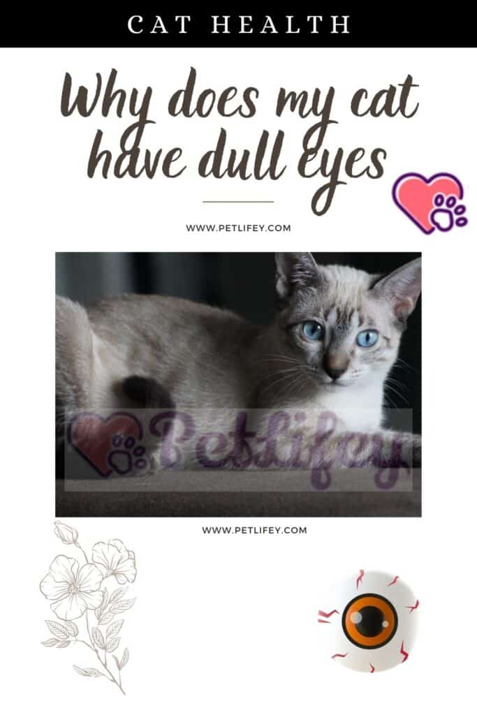 Why Does My Cat Have Dull Eyes: Uncovering the Causes of Lackluster Feline Vision