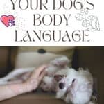 Your dog's body language