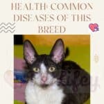 Cornish Rex Cat health: common diseases of this breed