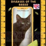 Havana Brown cat health: the main diseases of the breed