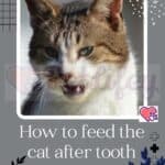 How to feed the cat after tooth extraction