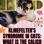 Klinefelter's syndrome in cats: what is the calico cat