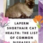 LaPerm Shorthair Cat health: the list of common diseases
