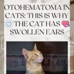 Otohematoma-in-cats-this-is-why-the-cat-has-swollen-ears-1a