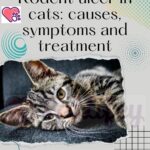 Rodent-ulcer-in-cats-causes-symptoms-and-treatment-1a