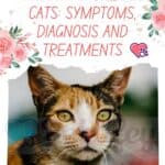 Urinary-stones-in-cats-symptoms-diagnosis-and-treatments-1a