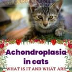 Achondroplasia in cats: what is it and what are the life expectancy