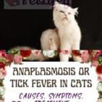 Anaplasmosis or tick fever in cats: causes, symptoms, treatment