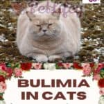 Bulimia in cats: causes, symptoms and treatment of feline eating disorder