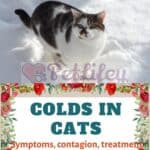 Colds in cats: symptoms, contagion, treatment and natural remedies
