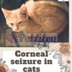 Corneal seizure in cats: causes, symptoms, treatment