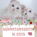 Dermatomyositis-in-cats-causes-symptoms-treatment-1a