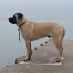 Dog-breeds-compatible-with-the-Mastiff-2