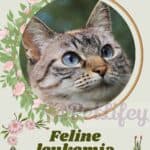 Feline leukemia: causes, symptoms, diagnosis, treatment