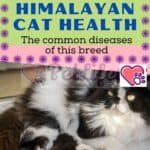 Himalayan Cat health: the common diseases of this breed
