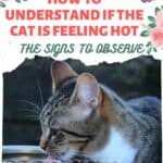 How to understand if the cat is feeling hot: the signs to observe