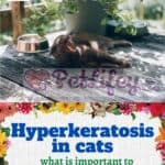 Hyperkeratosis-in-cats-what-is-important-to-know-for-cats-1a