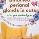 Inflamed-perianal-glands-in-cats-what-you-need-to-know-1a
