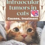 Intraocular-tumors-in-cats-causes-treatment-1a