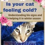 Is-your-cat-feeling-cold-Understanding-his-signs-and-helping-it-in-winter-season-1a
