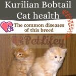 Kurilian Bobtail Cat health: the common diseases of this breed