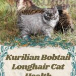 Kurilian Bobtail Longhair Cat health: the list of common diseases