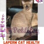 LaPerm Cat health: the main diseases of the cat breed