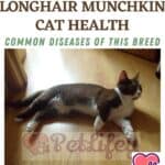 Longhair Munchkin Cat health: Common diseases of this breed