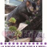 Lykoi-Cat-health-the-main-diseases-of-this-cat-breed-1a