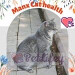Manx Cat health: the list of common diseases of the breed