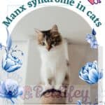 Manx syndrome in cats: causes, symptoms, treatment