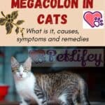 Megacolon in cats: what is it, causes, symptoms and remedies