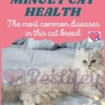 Minuet-Cat-health-the-most-common-diseases-in-this-cat-breed-1a