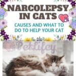 Narcolepsy-in-cats-causes-and-what-to-do-to-help-your-cat-1a