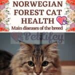 Norwegian Forest Cat health: main diseases of the breed